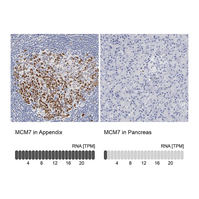 Atlas Antibodies Anti-MCM7 Antibody