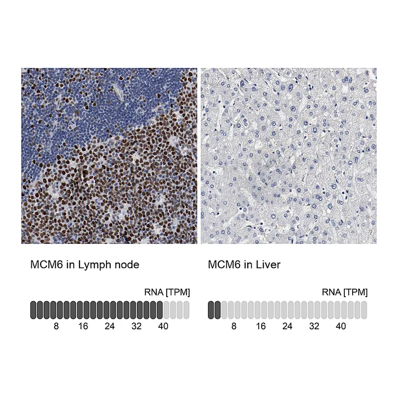 Atlas Antibodies Anti-MCM6 Antibody
