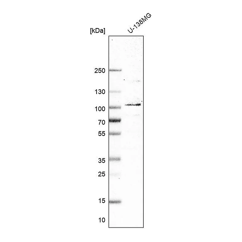 Atlas Antibodies Anti-MCM8 Antibody