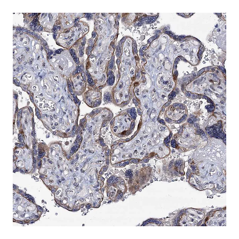 Atlas Antibodies Anti-MCMBP Antibody