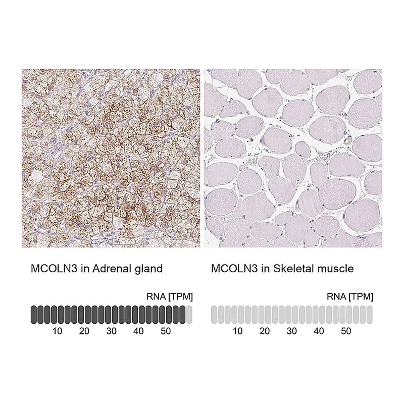 Atlas Antibodies Anti-MCOLN3 Antibody