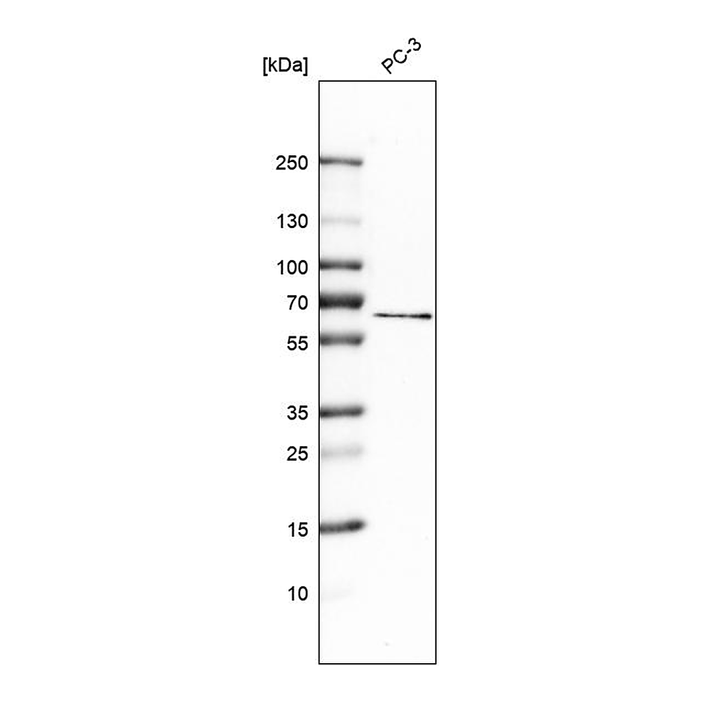 Atlas Antibodies Anti-MCOLN1 Antibody