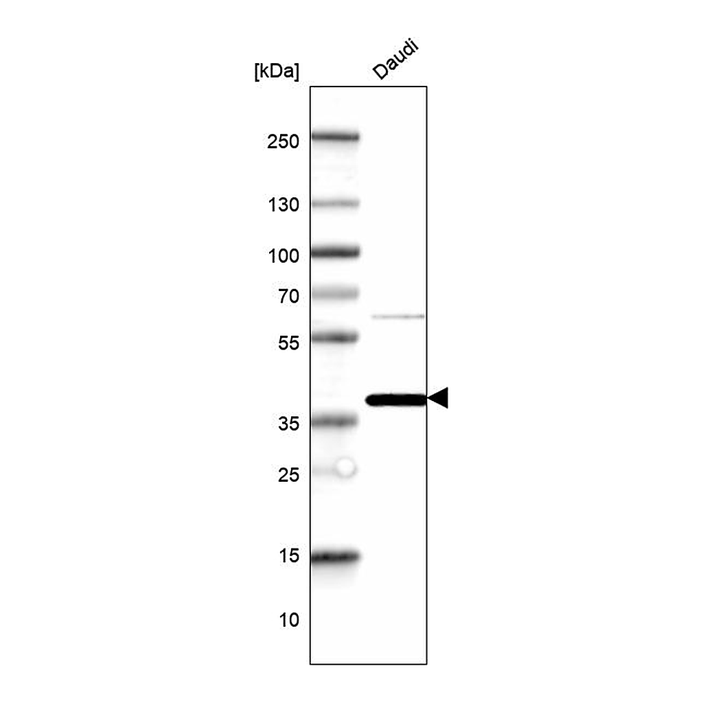 Atlas Antibodies Anti-MCUB Antibody