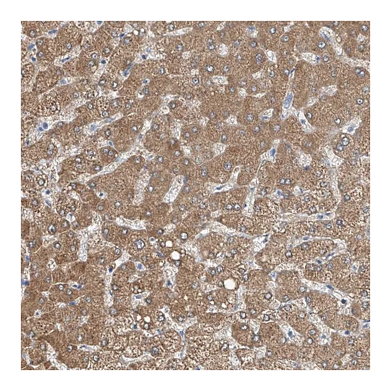 Atlas Antibodies Anti-MDGA1 Antibody