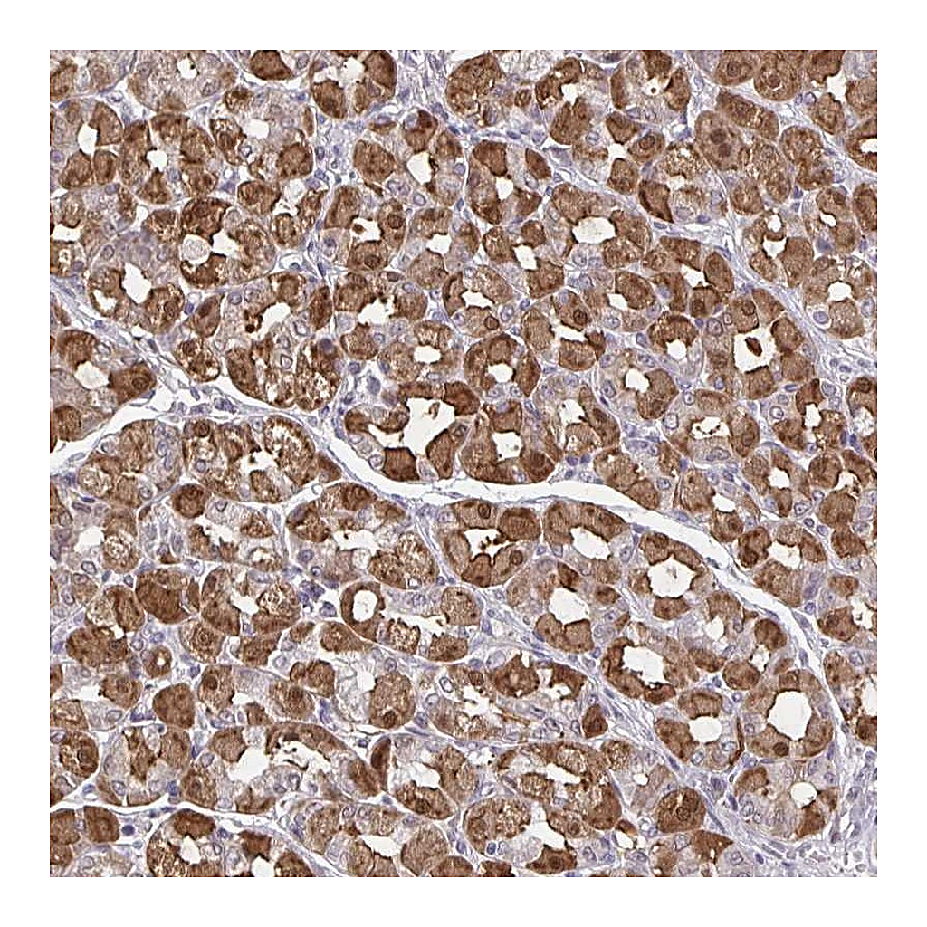 Atlas Antibodies Anti-MDH1 Antibody