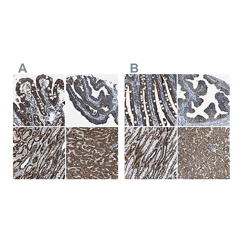 Atlas Antibodies Anti-MDH2 Antibody