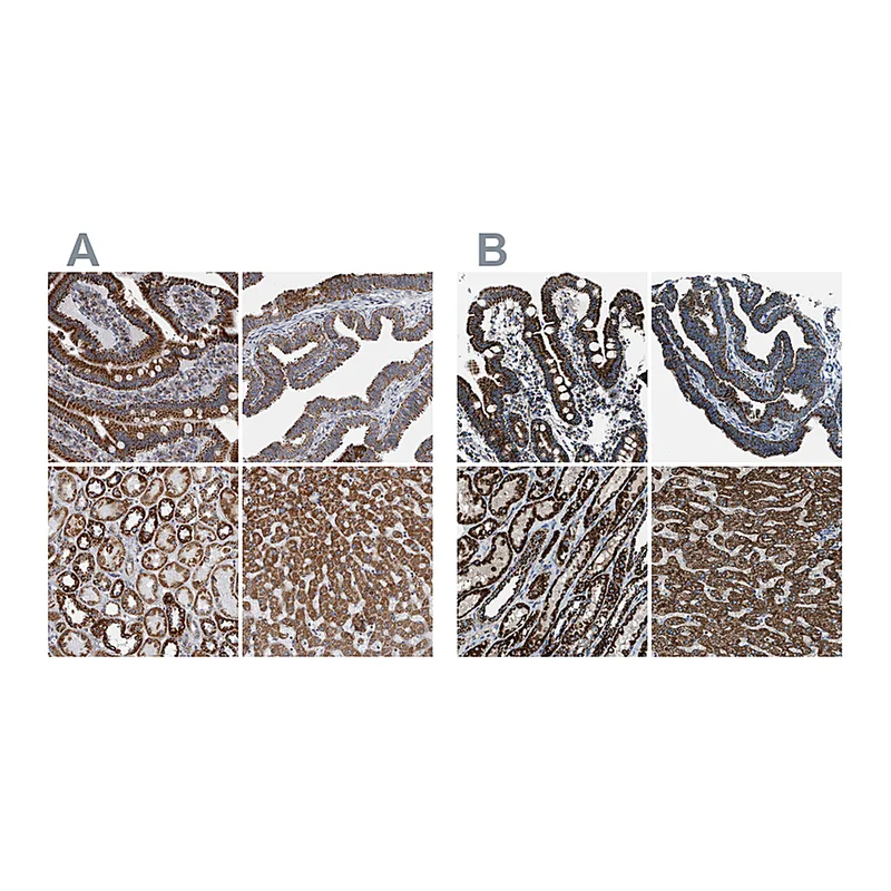 Atlas Antibodies Anti-MDH2 Antibody