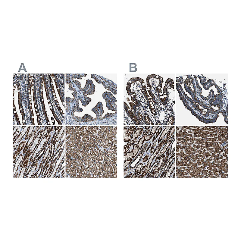 Atlas Antibodies Anti-MDH2 Antibody