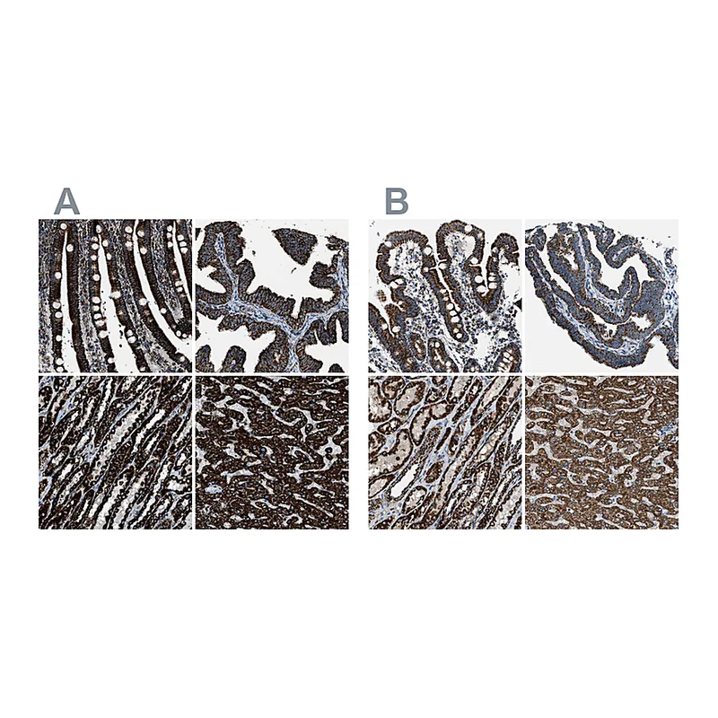 Atlas Antibodies Anti-MDH2 Antibody