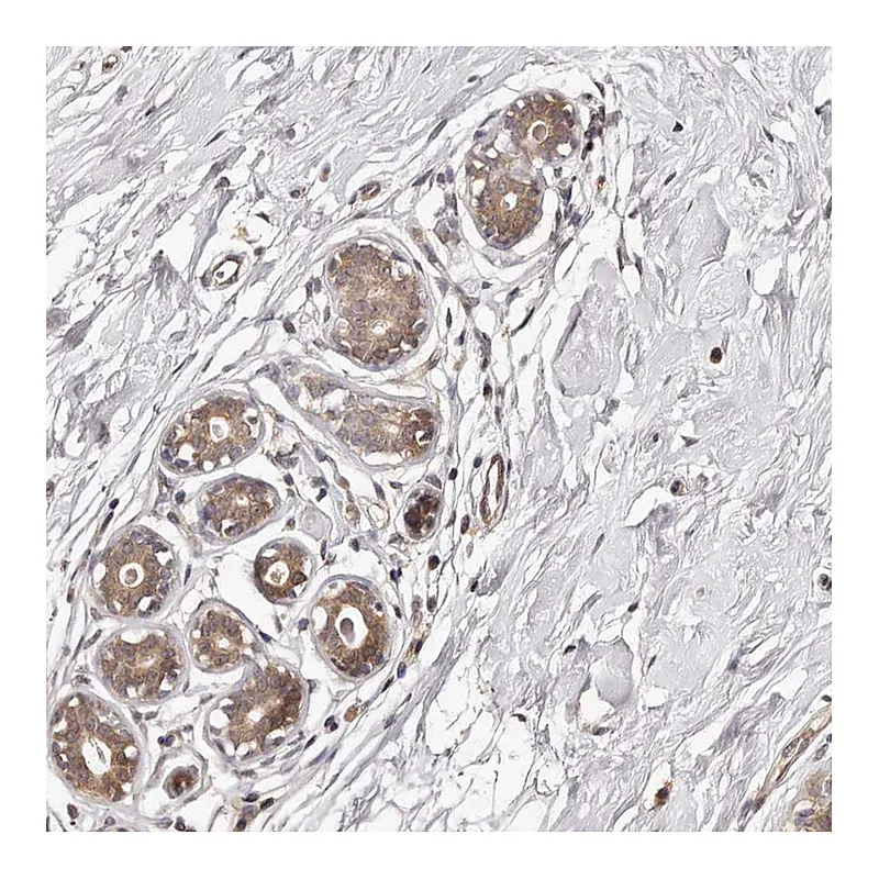 Atlas Antibodies Anti-MDP1 Antibody