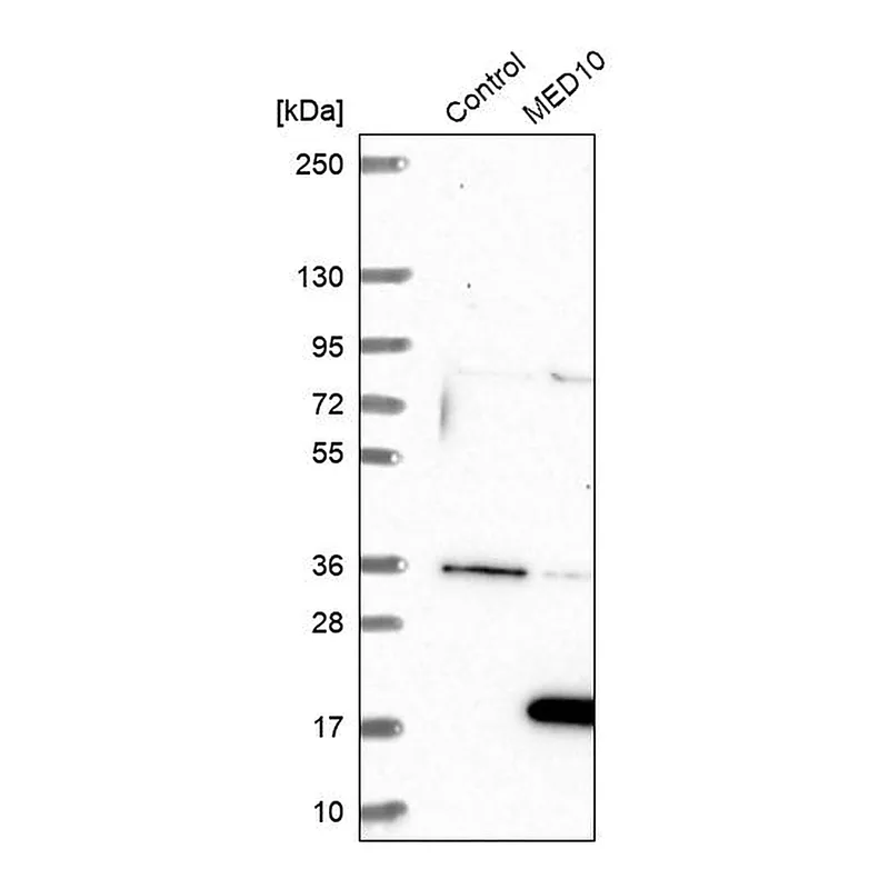 Atlas Antibodies Anti-MED10 Antibody