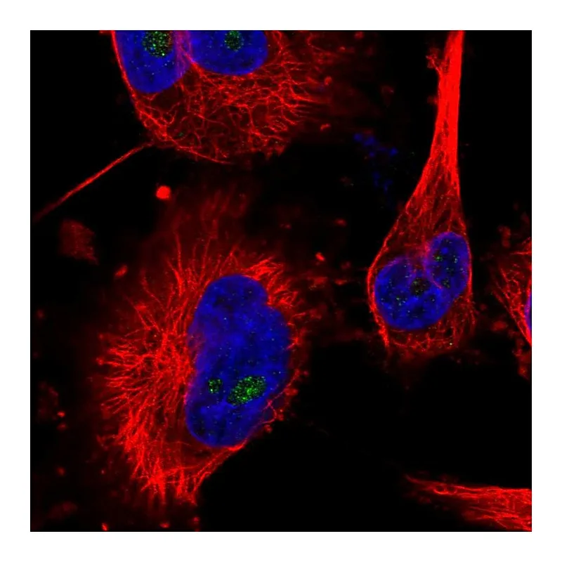 Atlas Antibodies Anti-MED16 Antibody