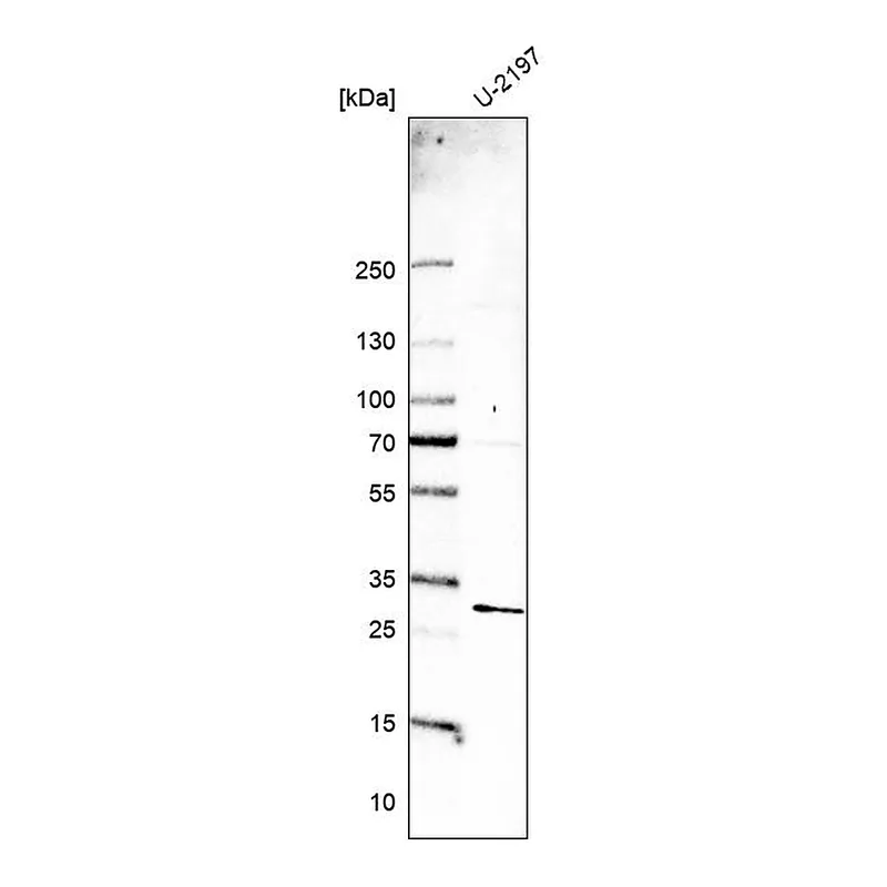 Atlas Antibodies Anti-MED19 Antibody