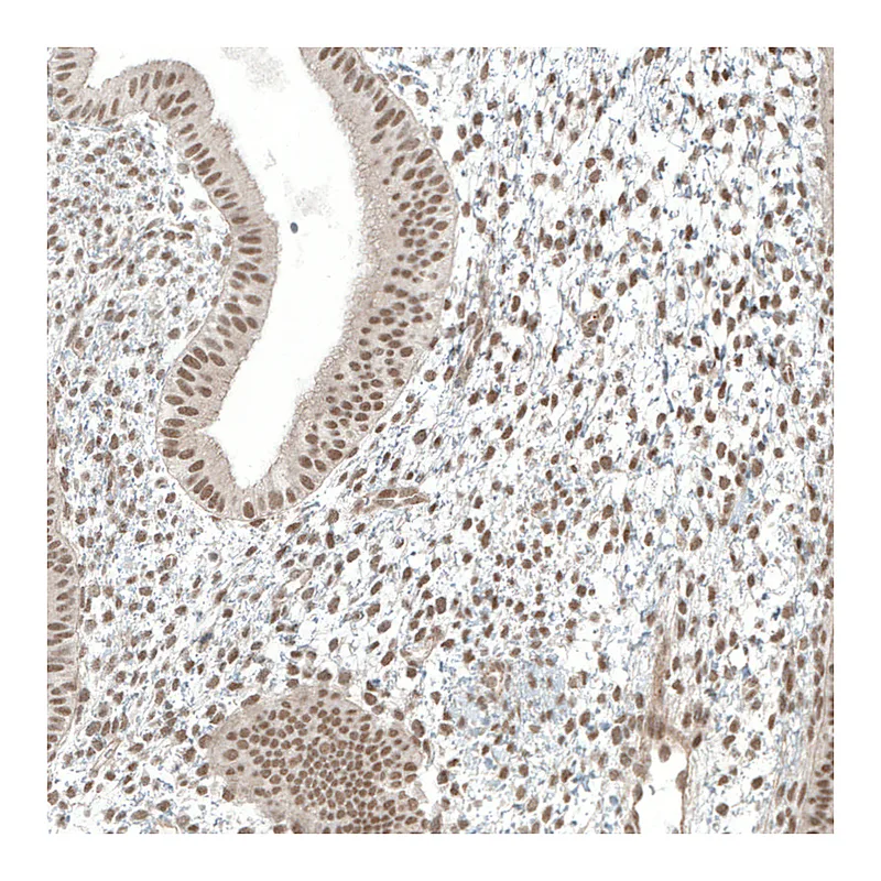 Atlas Antibodies Anti-MED20 Antibody