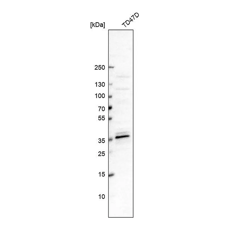 Atlas Antibodies Anti-MED19 Antibody