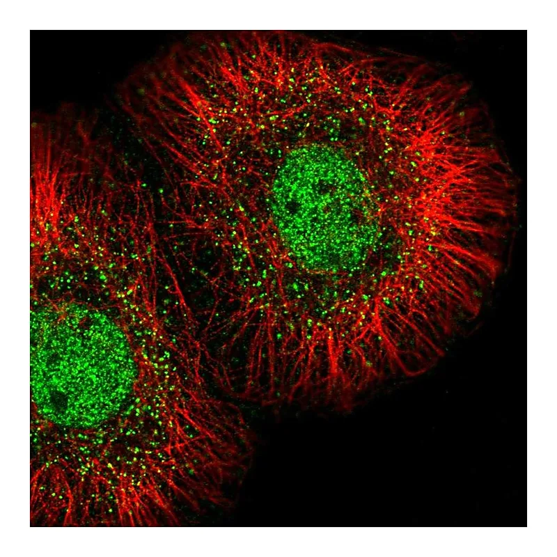 Atlas Antibodies Anti-MED23 Antibody