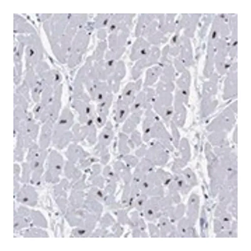 Merck Anti-RBM20 antibody produced in rabbit