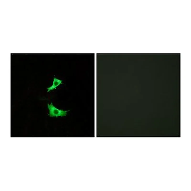 Merck ANTI-FFAR3 ANTIBODY PRODUCED IN RABBIT
