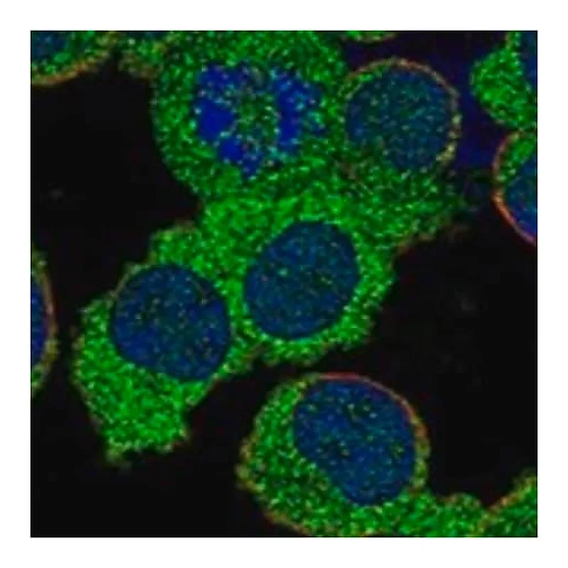 Merck Anti-HERC2 antibody produced in rabbit