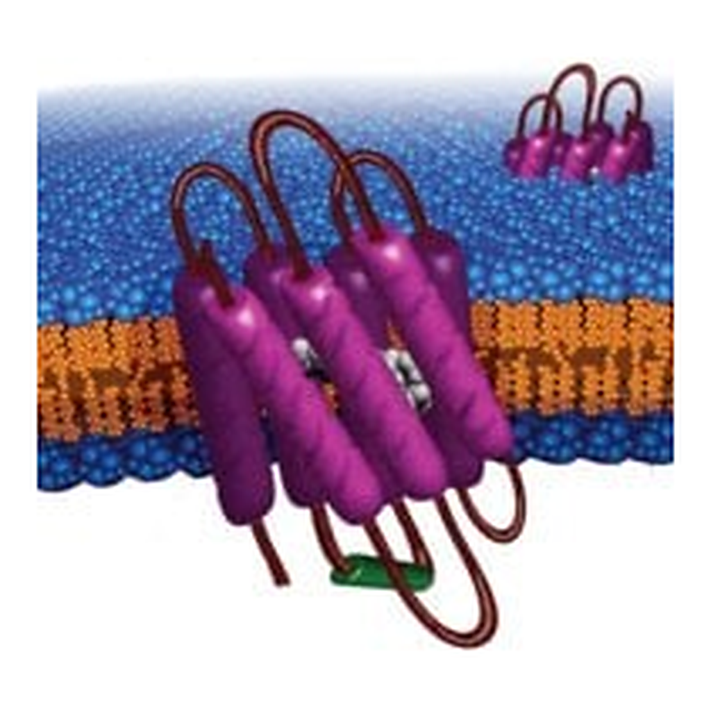 Merck BACTERIORHODOPSIN FROM HALOBACTERIUM
