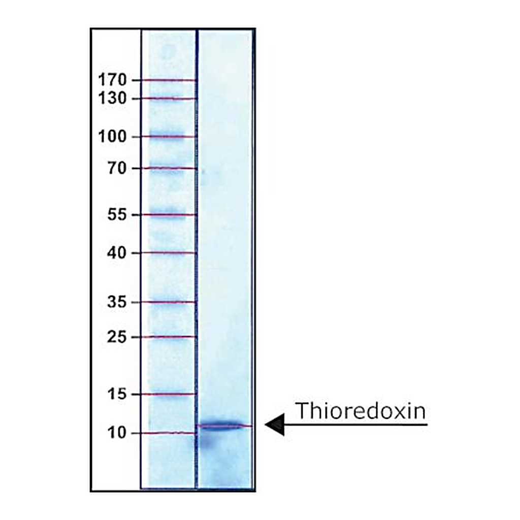 Merck THIOREDOXIN, E. COLI, RECOMBINANT EXPRES