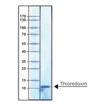 Merck THIOREDOXIN, E. COLI, RECOMBINANT EXPRES