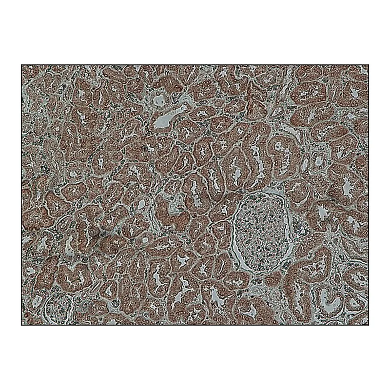 Merck Anti-Copeptin antibody produced in rabbit