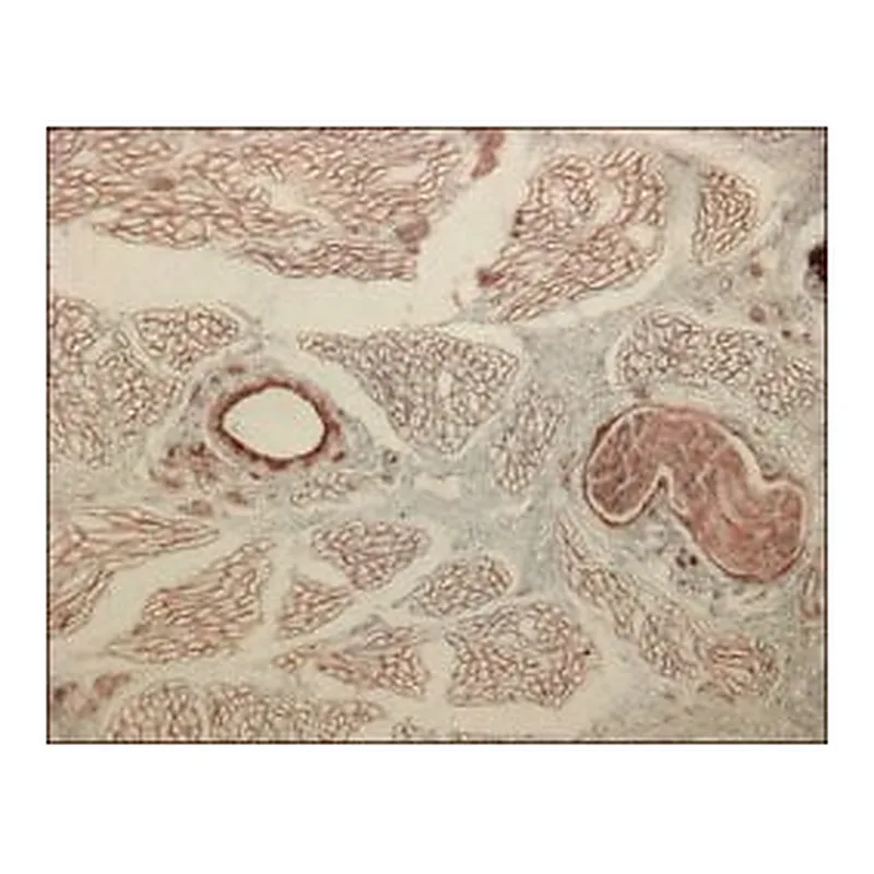 Merck MONOCLONAL ANTI-COLLAGEN TYPE IV, CLONE&