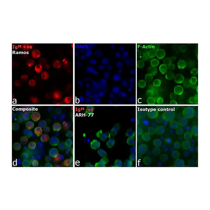 Thermo Fisher Scientific Goat anti-Human IgM Cross-Adsorbed Secondary Antibody, DyLight 650