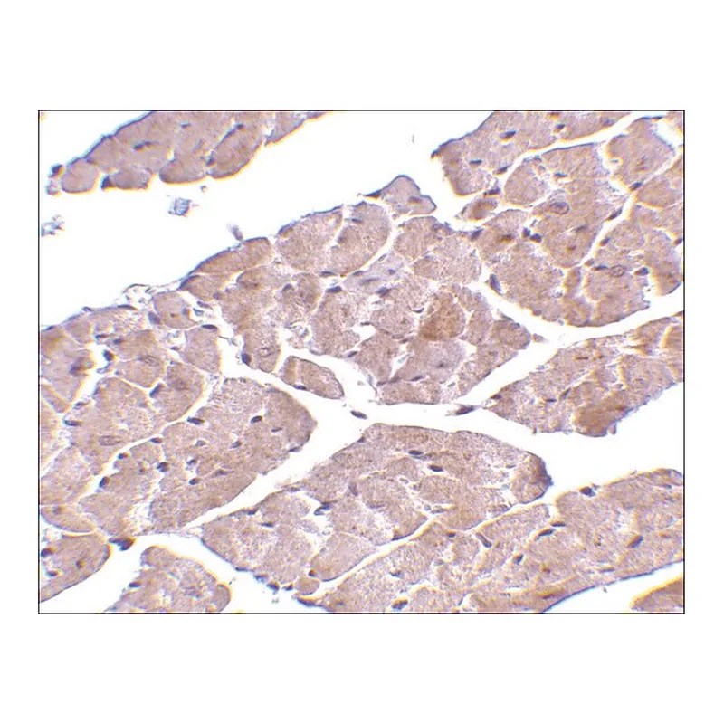 Merck Anti-TRPC3 (ab3) antibody produced in rabbit