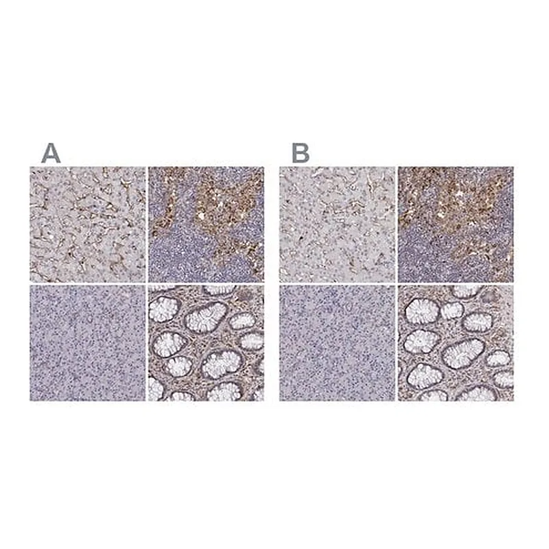 Merck Anti-CD14 antibody produced in rabbit