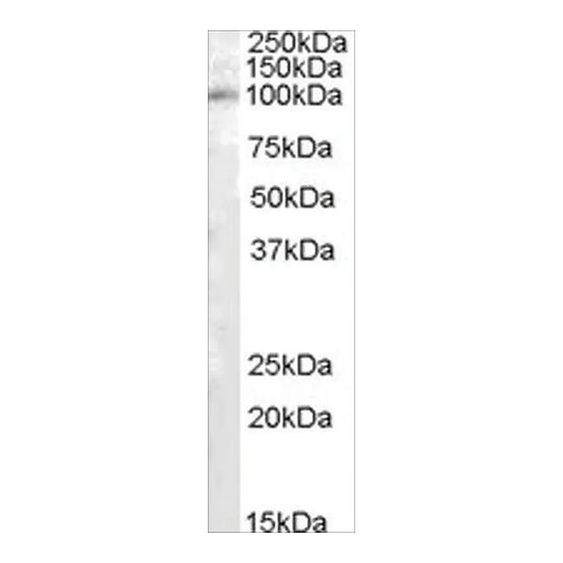 Merck Anti-PAM/PAL antibody produced in goat