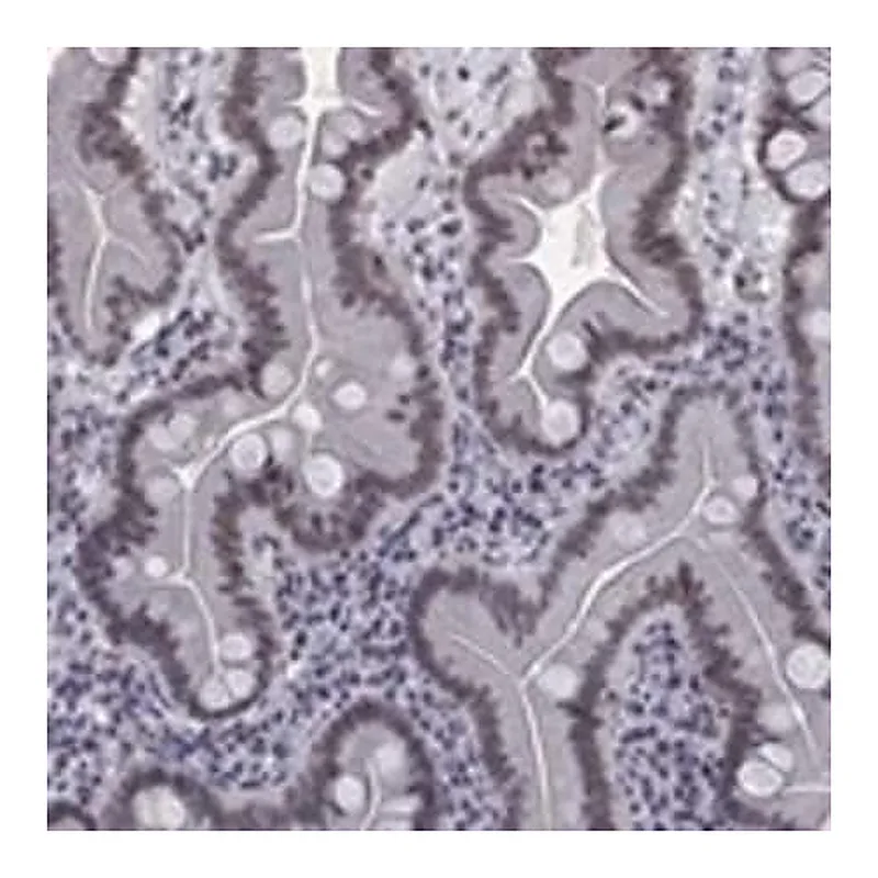 Merck Anti-ESPL1 antibody produced in rabbit