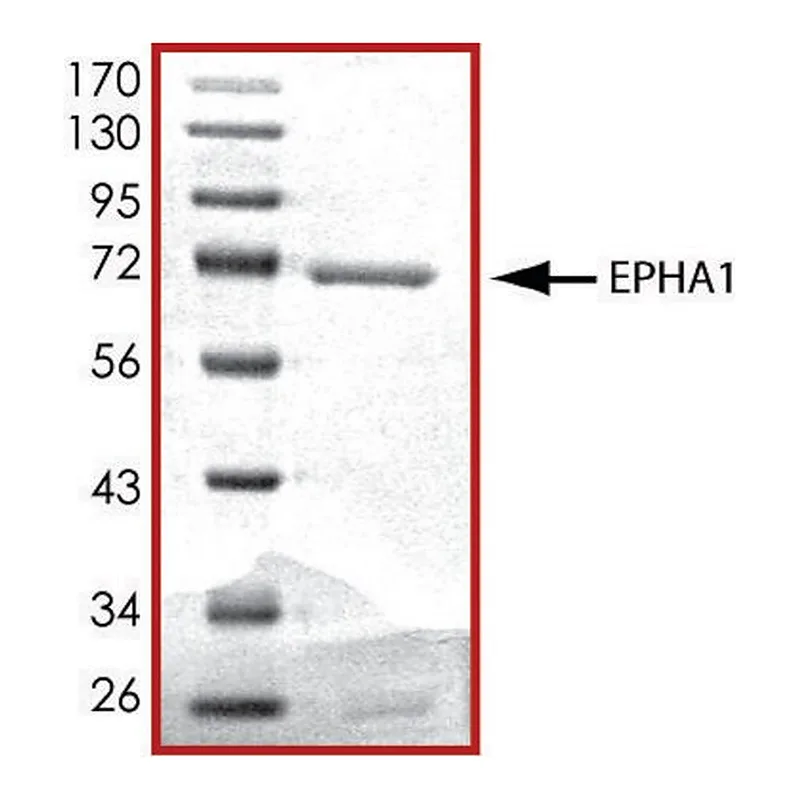 Merck EPHA1 (569-end), active, GST tagged human