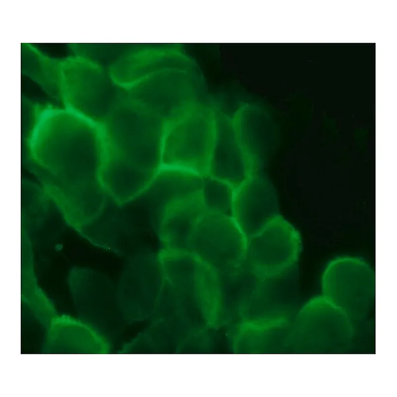 Merck Anti-Cortactin (GK-18) antibody produced in rabbit