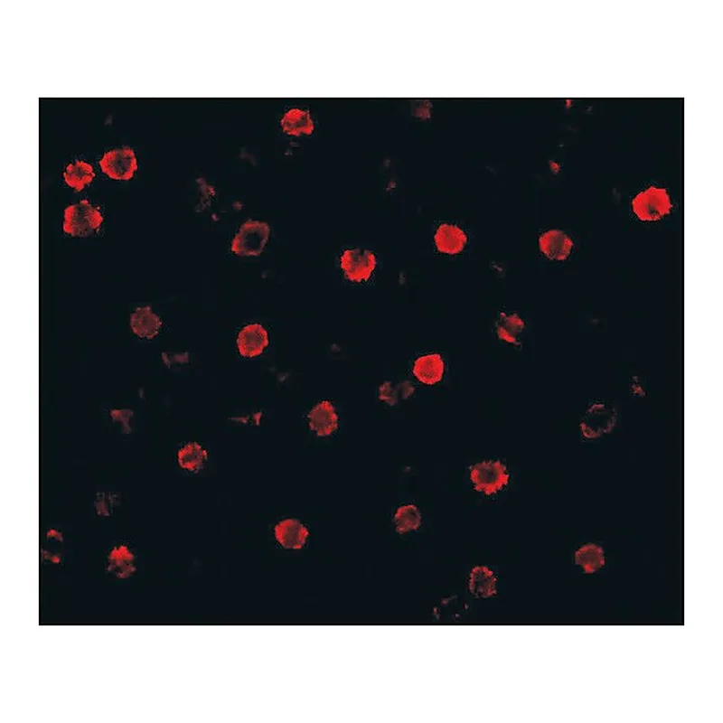 Merck Anti-T-Cadherin antibody produced in rabbit