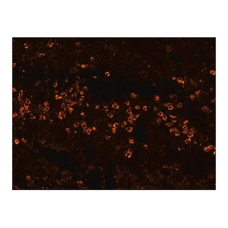 Merck ANTI-HUMAN IGG (FC SPECIFIC)-BIOTIN&