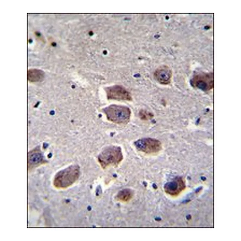 Merck ANTI-NAT12 (C-TERM)