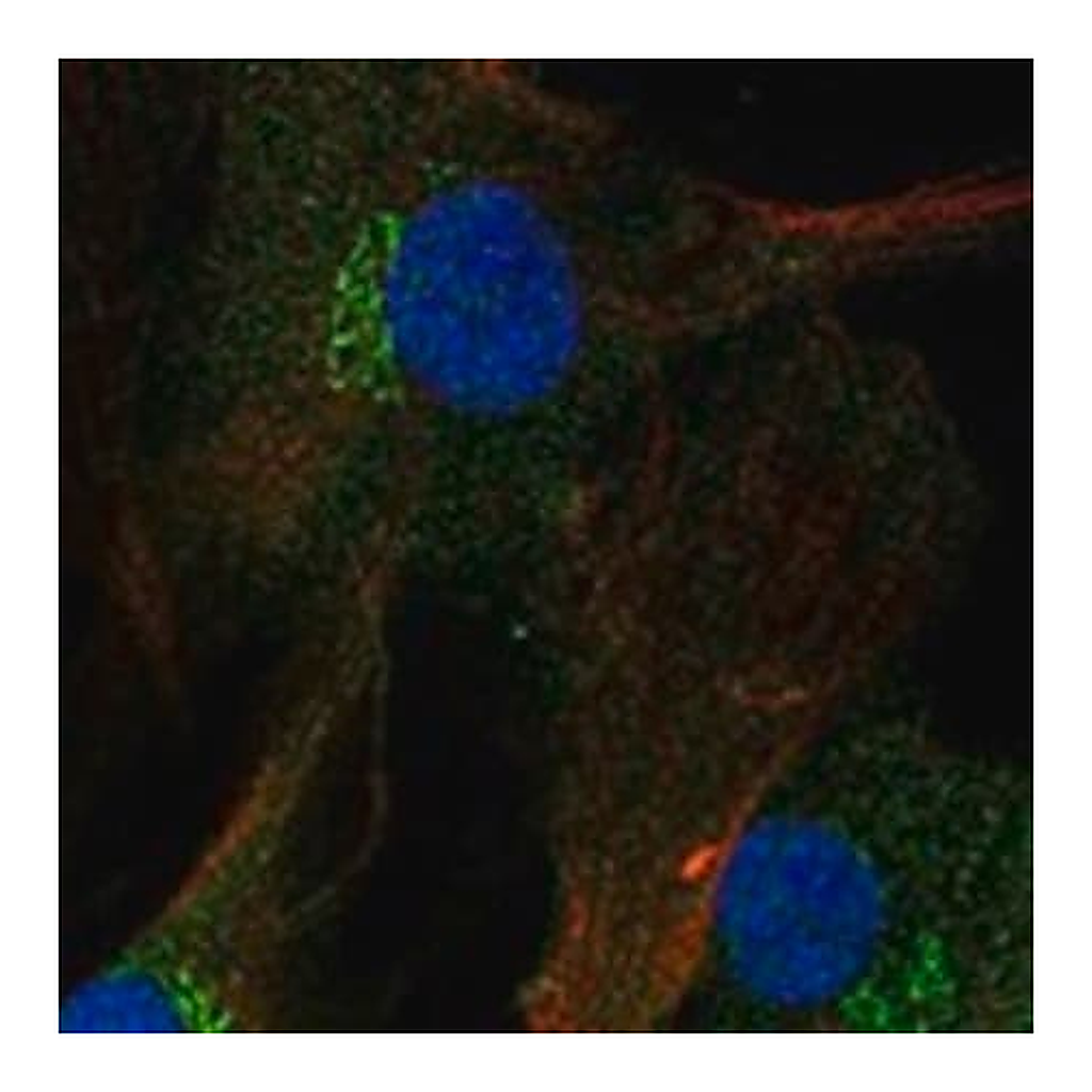 Merck Anti-FNDC3A antibody produced in rabbit