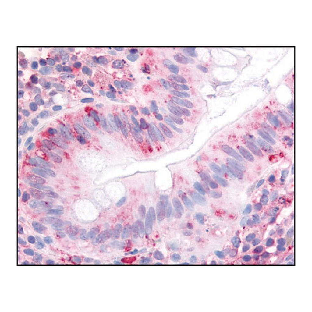 Merck Anti-ITGA2 (AB1) antibody produced in rabbit
