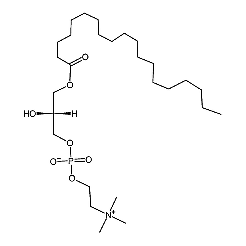 RHAWN 1-nonadecanoyl-2-hydroxy-sn-glycero-3-phosphocholine