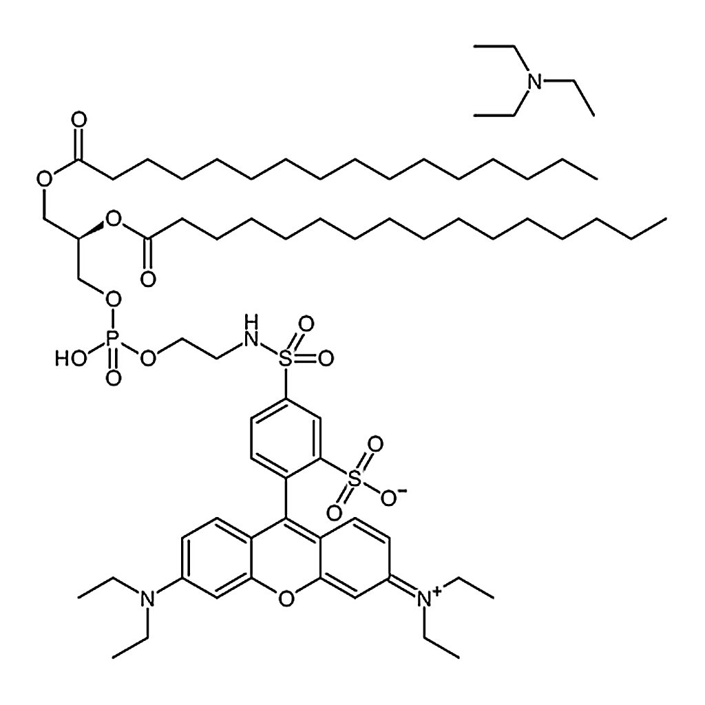 RHAWN Rhodamine DHPE [Rhodamine B 1,2-dihexadecanoyl-sn-glycero-3- phosphoethanolamine, triethylam