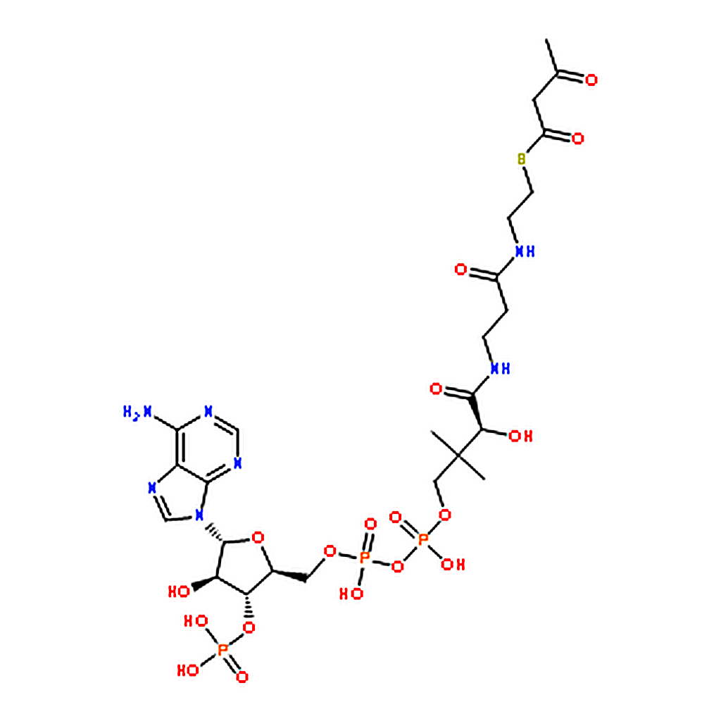 RHAWN Acetoacetyl coenzyme A sodium salt hydrate