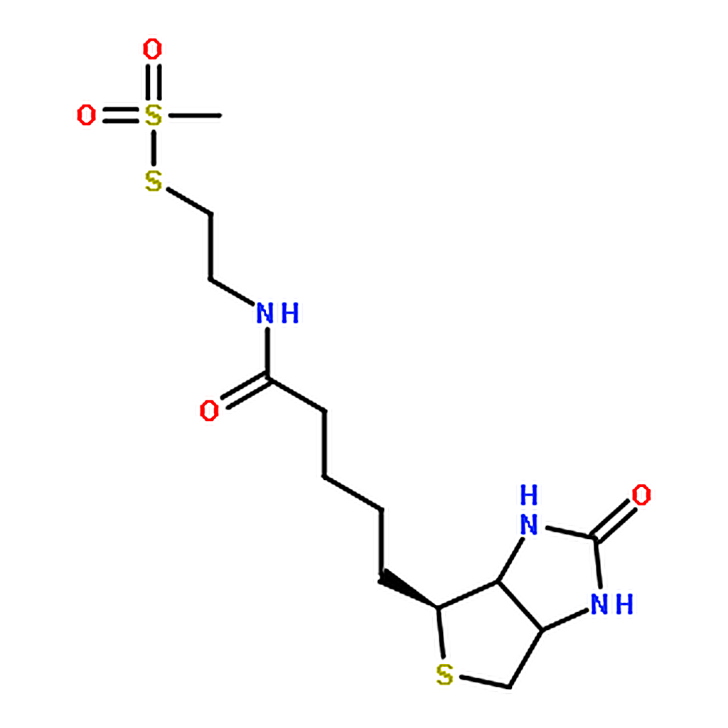 RHAWN N-Biotinylaminoethyl Methanethiosulfonate