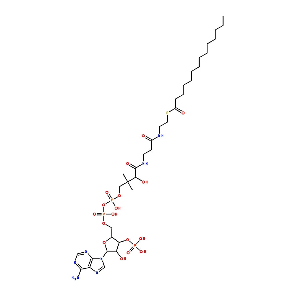 RHAWN Myristoyl coenzyme A lithium salt