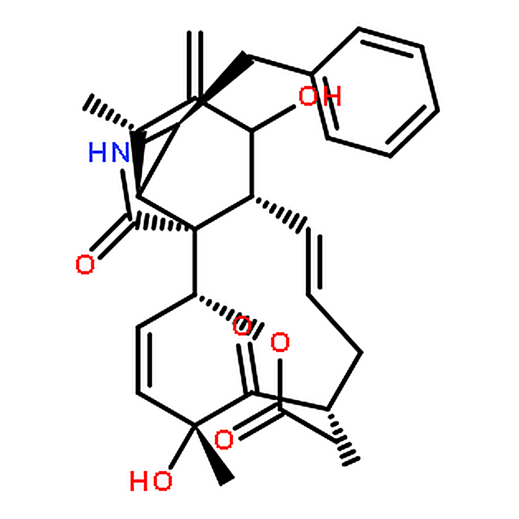 RHAWN Cytochalasin D