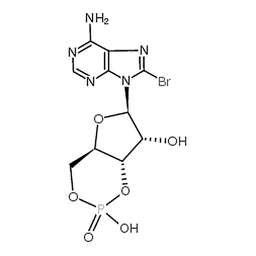 RHAWN 8-bromo-Cyclic AMP