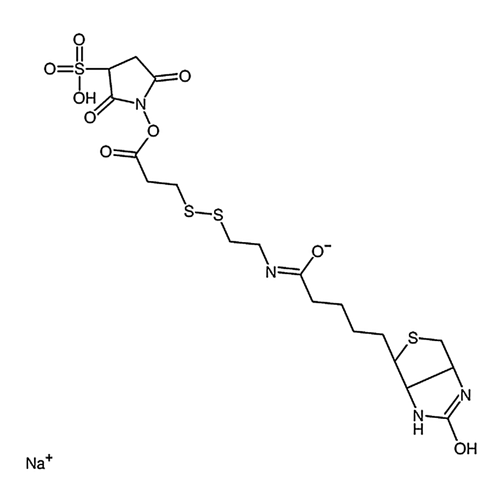 RHAWN Sulfo-NHS-SS-Biotin sodium