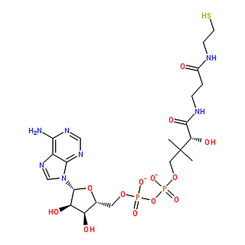RHAWN 3'-DEPHOSPHOCOENZYME A