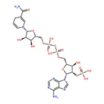 RHAWN Dihydronicotinamide-adenine dinucleotide phosphate